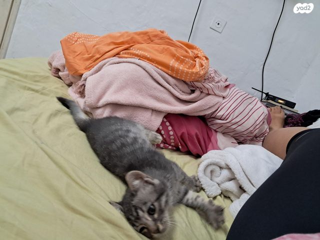 תמונת מודעה - חיות מחמד