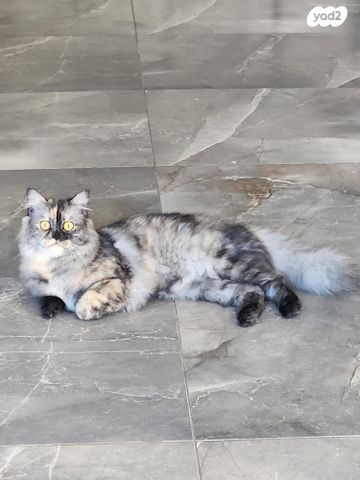 תמונת מודעה - חיות מחמד