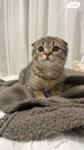 תמונת מודעה - חיות מחמד