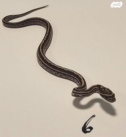 תמונת מודעה - חיות מחמד