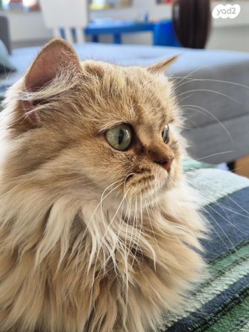 תמונת מודעה - חיות מחמד