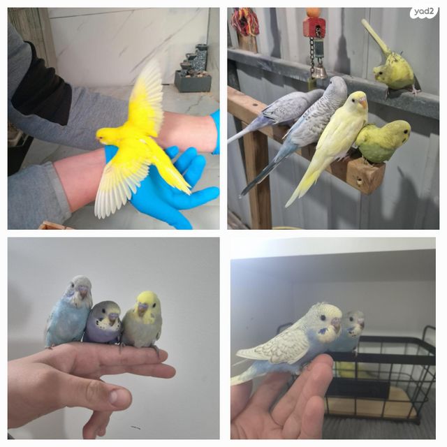 תמונת מודעה - חיות מחמד