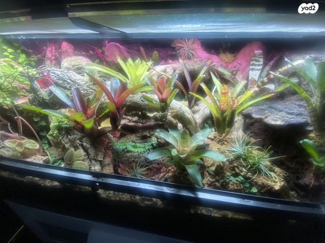 תמונת מודעה - חיות מחמד