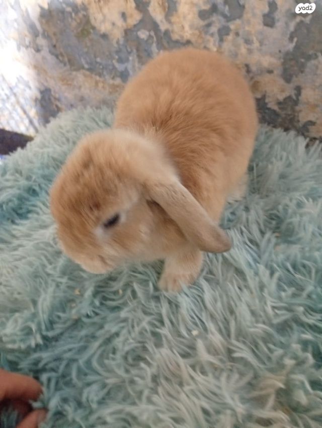 מכרסם ארנב שמוט אוזניים