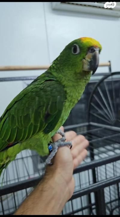 תוכי קוקוטייל