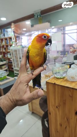 תוכי קוקוטייל