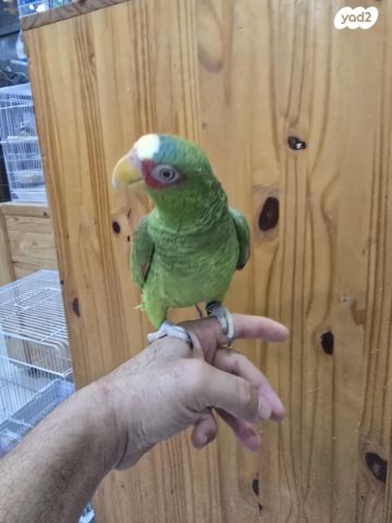 תוכי קוקוטייל