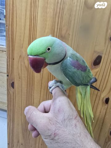 תוכי ג'רדין