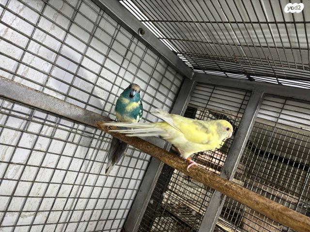 תוכי קאקריקים