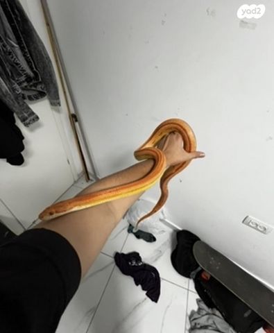 זוחל כרכן תירס