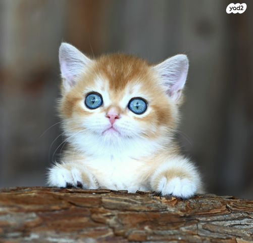 תמונת מודעה - חיות מחמד