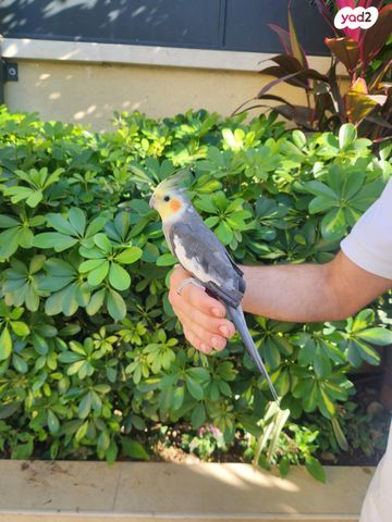 תמונת מודעה - חיות מחמד