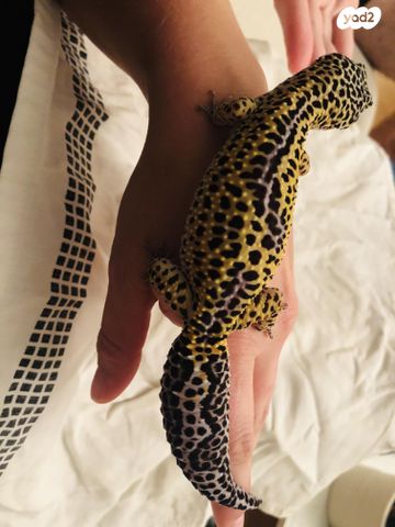 תמונת מודעה - חיות מחמד