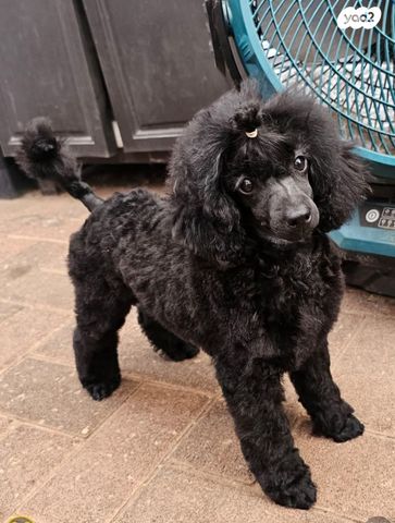 תמונת מודעה - חיות מחמד