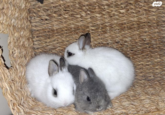 תמונת מודעה - חיות מחמד