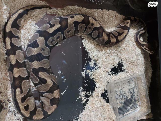 תמונת מודעה - חיות מחמד