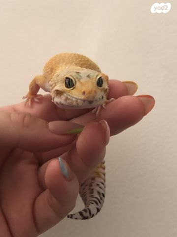 תמונת מודעה - חיות מחמד