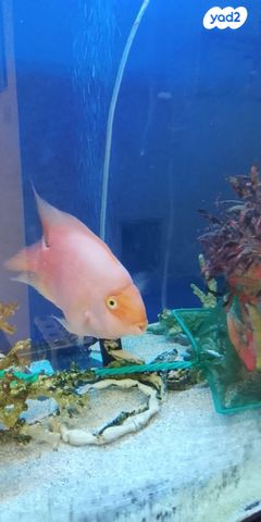 תמונת מודעה - חיות מחמד