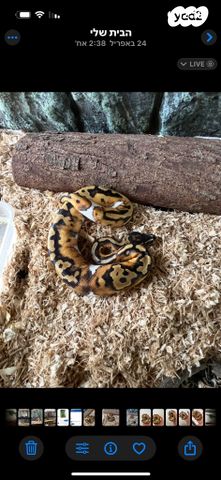 תמונת מודעה - חיות מחמד