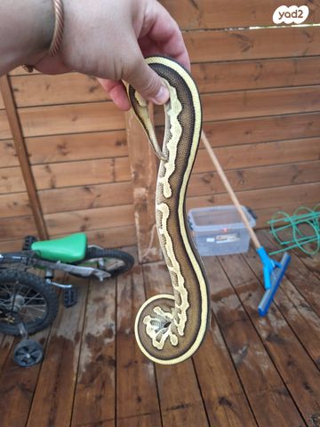 תמונת מודעה - חיות מחמד