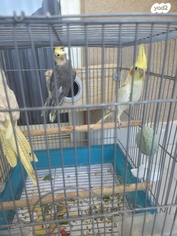 תמונת מודעה - חיות מחמד