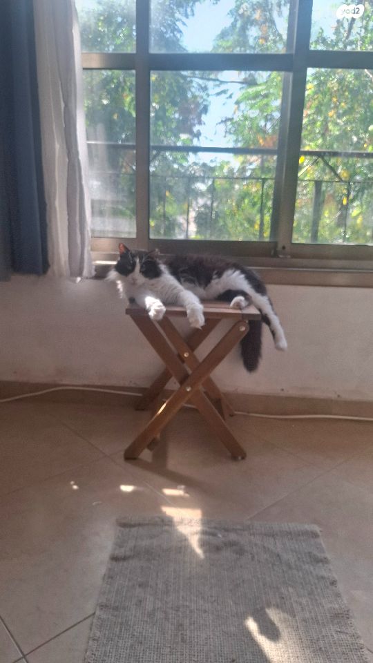 תמונת מודעה - חיות מחמד