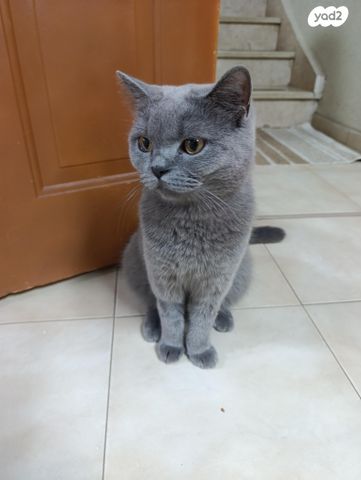 תמונת מודעה - חיות מחמד