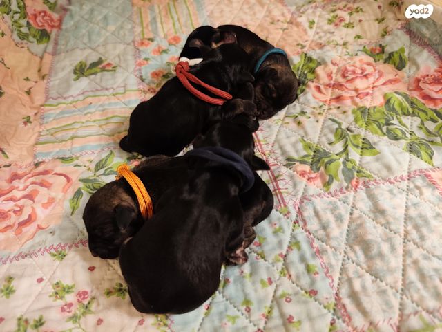 תמונת מודעה - חיות מחמד