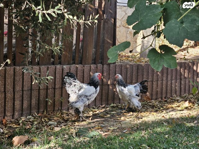 תמונת מודעה - חיות מחמד