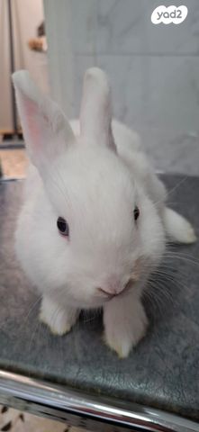 תמונת מודעה - חיות מחמד