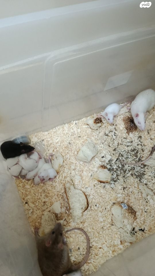 תמונת מודעה - חיות מחמד