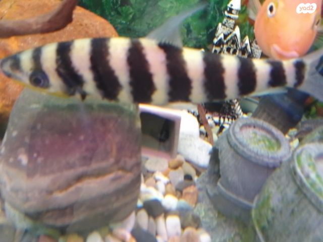 אביזרים | אקווריום