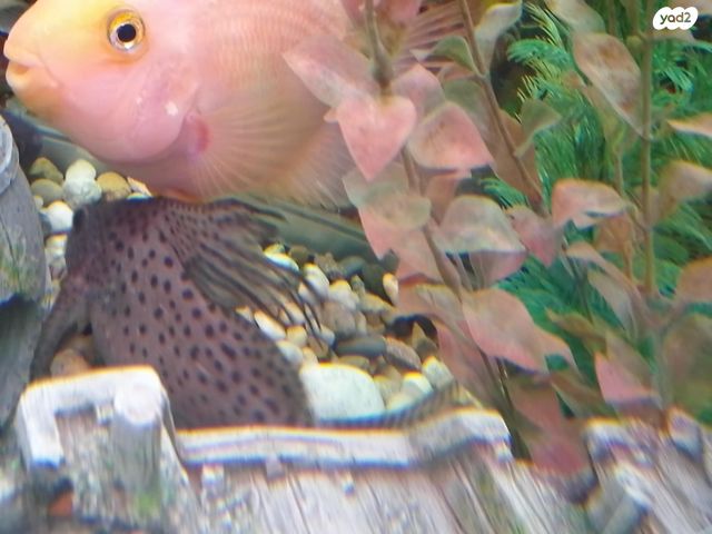 אביזרים | אקווריום