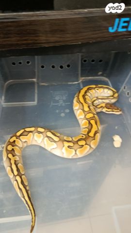 זוחל פיתון מתכדר