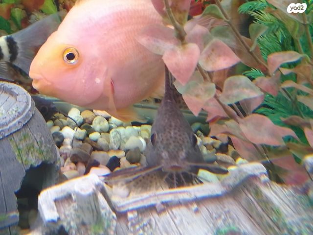 אביזרים | אקווריום