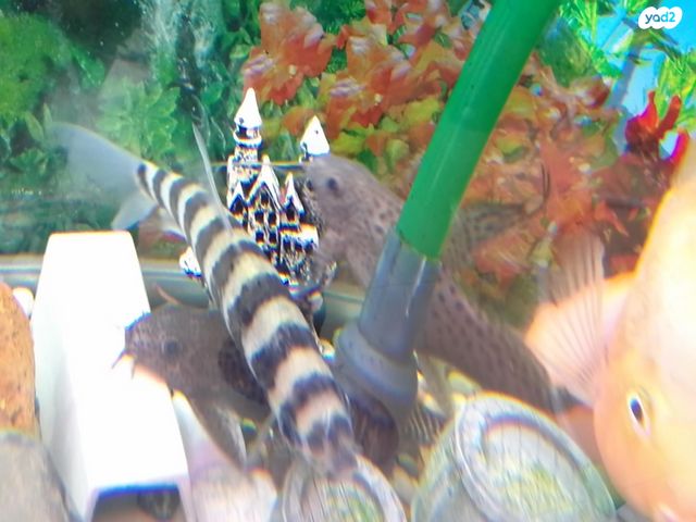 אביזרים | אקווריום