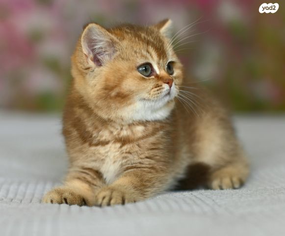 תמונת מודעה - חיות מחמד