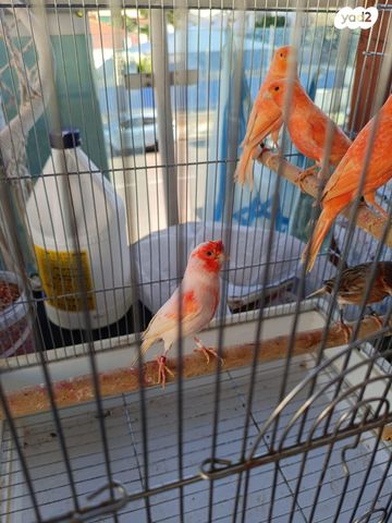 תמונת מודעה - חיות מחמד