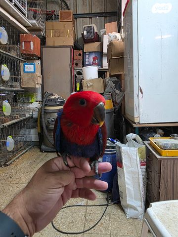 תמונת מודעה - חיות מחמד