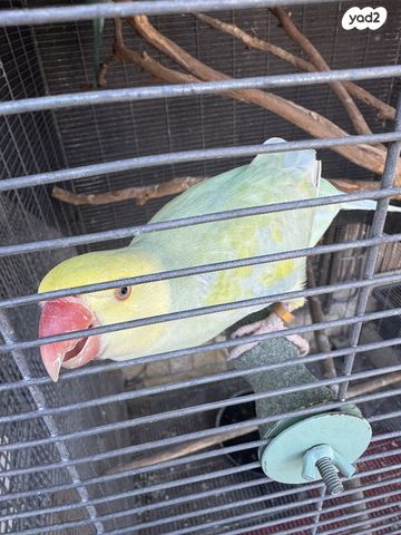 תמונת מודעה - חיות מחמד