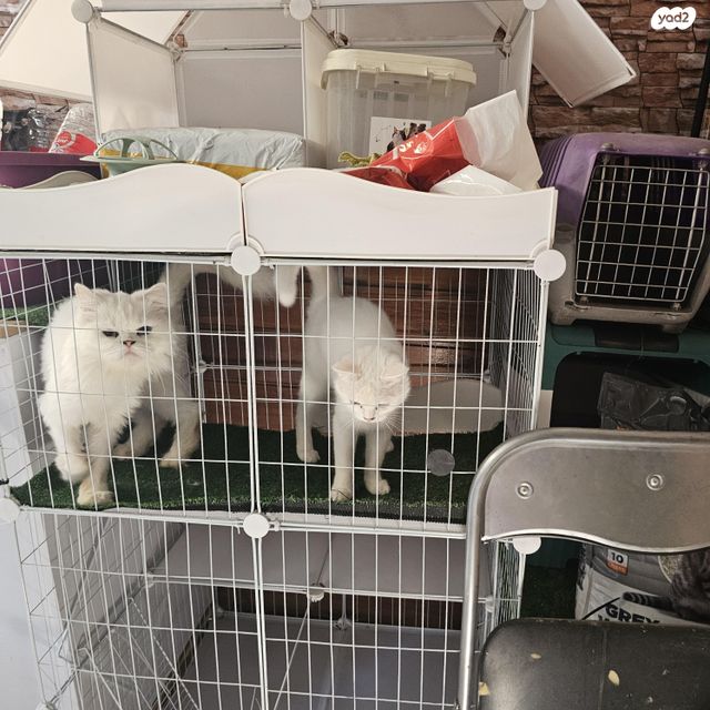 תמונת מודעה - חיות מחמד