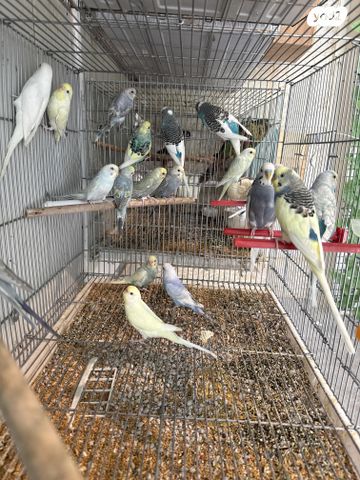 תמונת מודעה - חיות מחמד