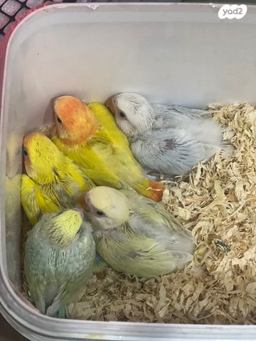 תמונת מודעה - חיות מחמד