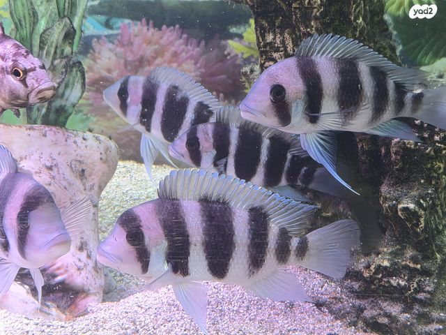 תמונת מודעה - חיות מחמד