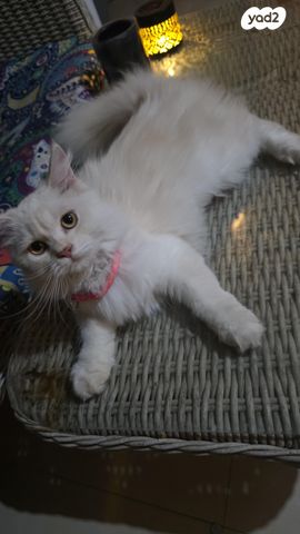 תמונת מודעה - חיות מחמד