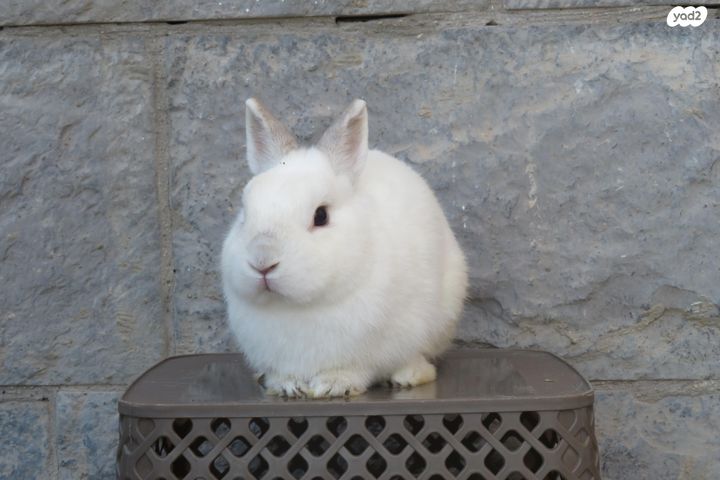 תמונת מודעה - חיות מחמד