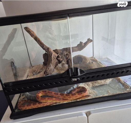 תמונת מודעה - חיות מחמד