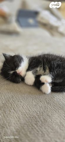 תמונת מודעה - חיות מחמד