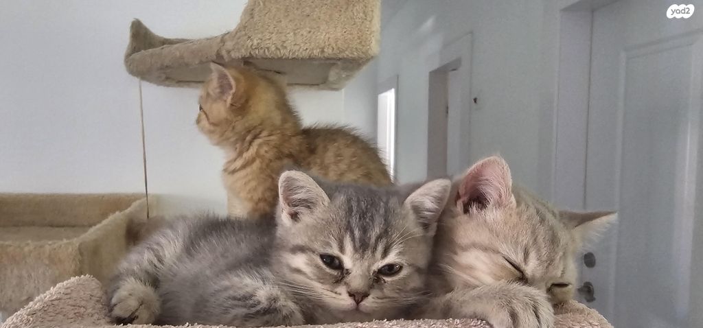 תמונת מודעה - חיות מחמד