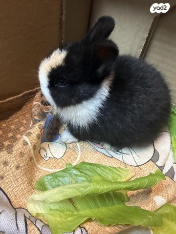 תמונת מודעה - חיות מחמד